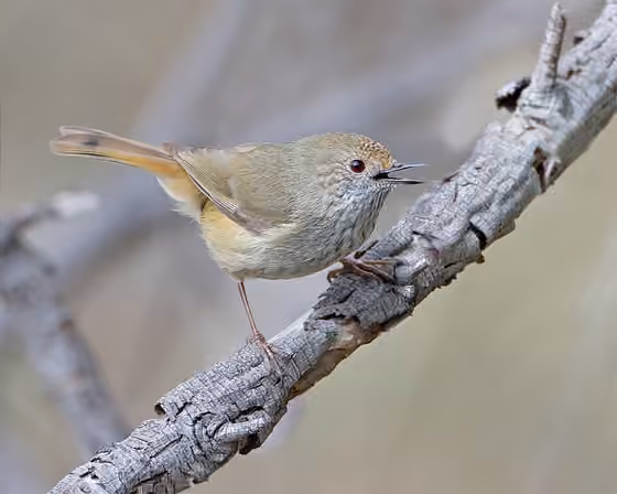 Dokumentasi Acanthiza pusilla