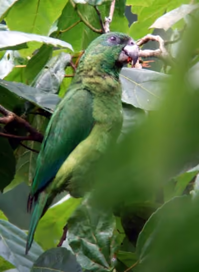 Dokumentasi Amazona agilis