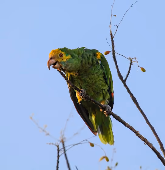 Dokumentasi Amazona barbadensis