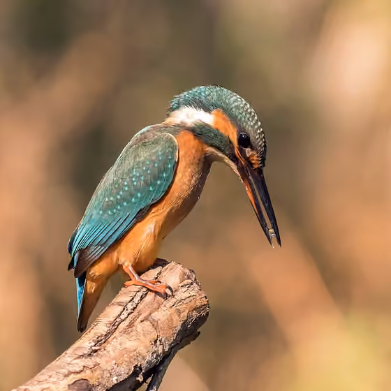 Dokumentasi Alcedo atthis betina