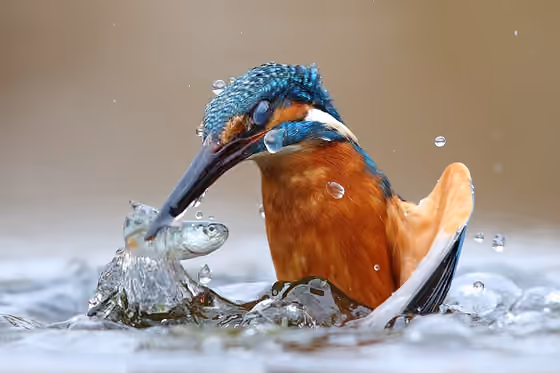 Dokumentasi Alcedo atthis