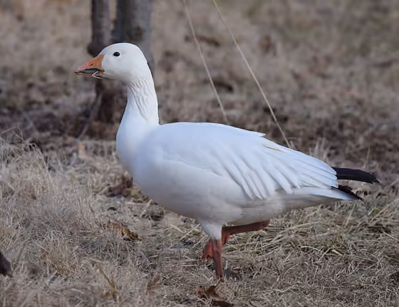 Dokumentasi Anser caerulescens
