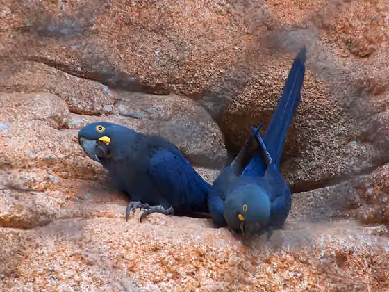 Dokumentasi Anodorhynchus leari