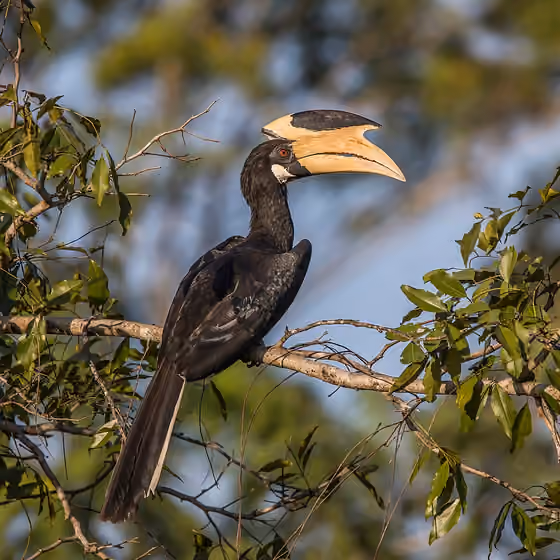 Dokumentasi Anthracoceros coronatus jantan
