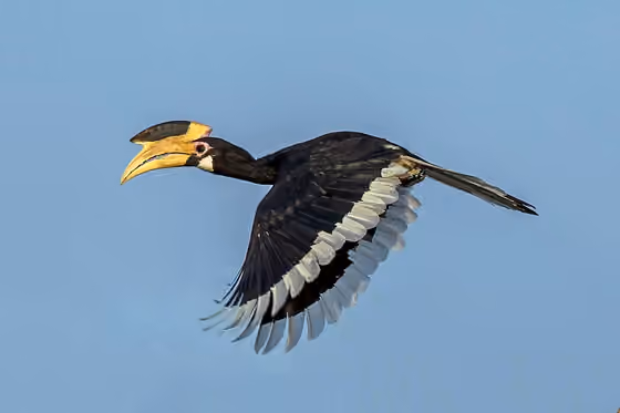 Dokumentasi Anthracoceros coronatus betina
