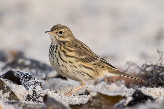 Dokumentasi Anthus pratensis