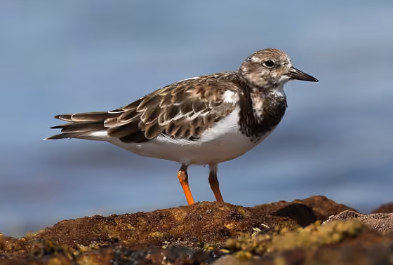 Dokumentasi Arenaria interpres