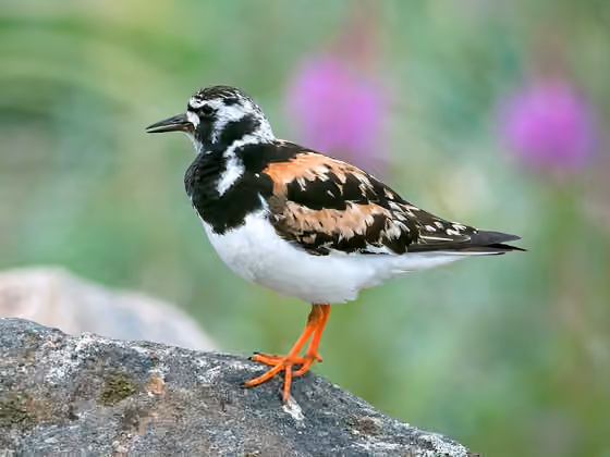Dokumentasi Arenaria interpres
