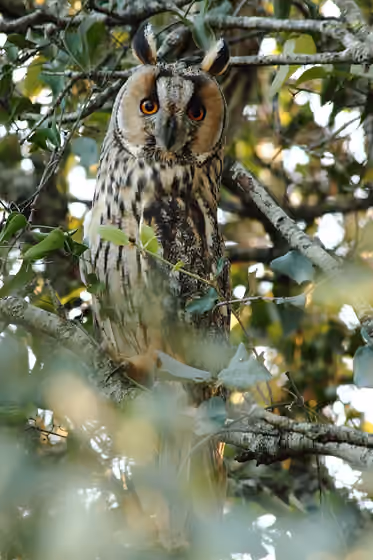 Dokumentasi Asio otus