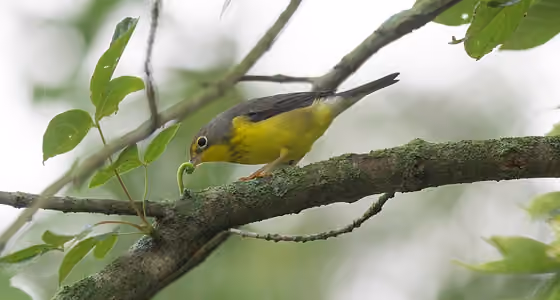 Dokumentasi Cardellina canadensis