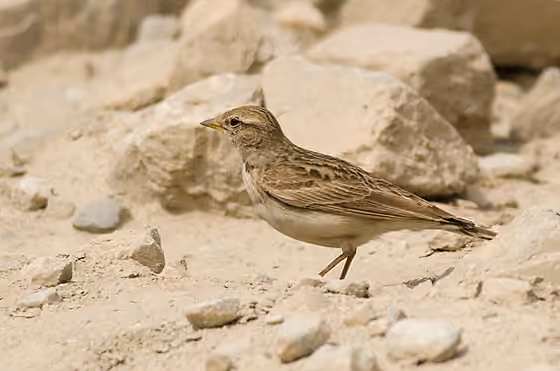 Dokumentasi Calandrella acutirostris
