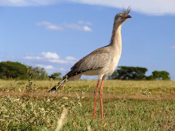 Dokumentasi Cariama cristata