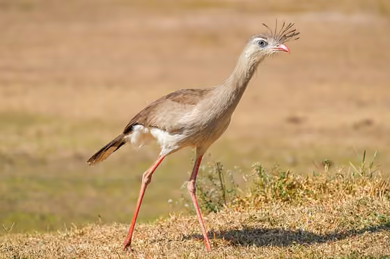 Dokumentasi Cariama cristata
