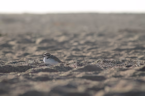 Dokumentasi Charadrius nivosus