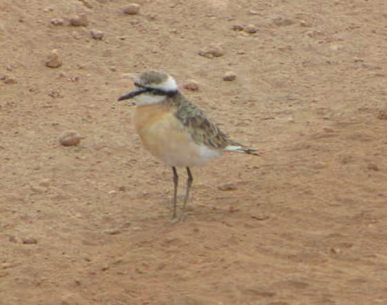 Dokumentasi Charadrius pecuarius
