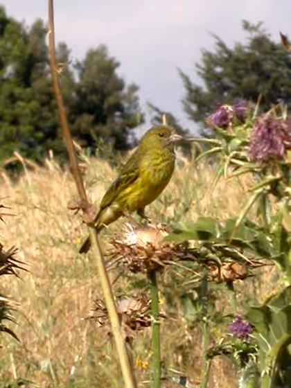 Dokumentasi Crithagra citrinelloides