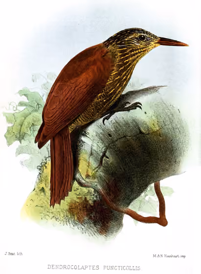 Ilustrasi Dendrocolaptes picumnus