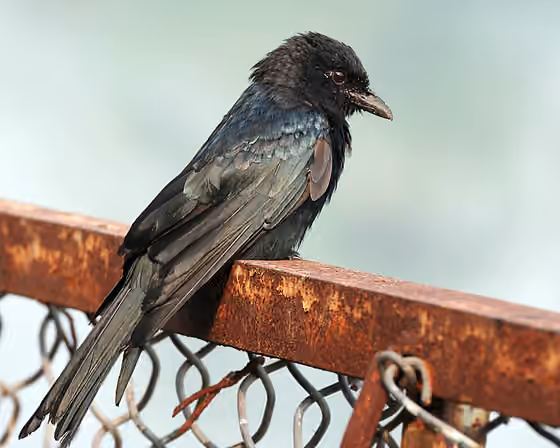 Dokumentasi Dicrurus leucophaeus