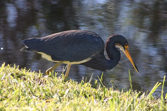 Dokumentasi Egretta tricolor