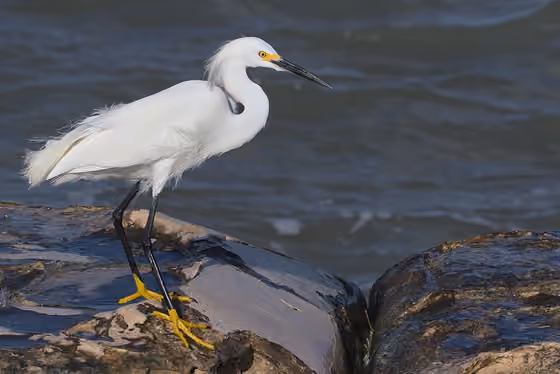 Dokumentasi Egretta thula