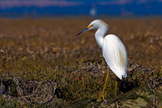 Dokumentasi Egretta thula