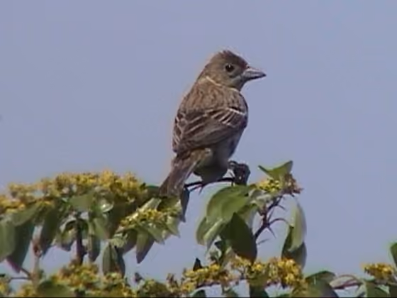 Dokumentasi Emberiza melanocephala betina