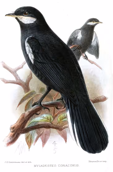 Ilustrasi Entomodestes coracinus
