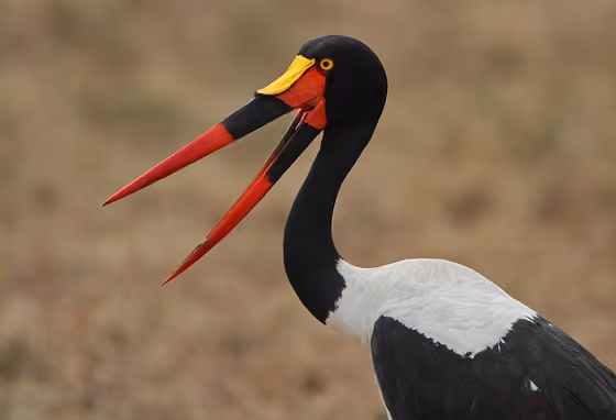 Dokumentasi Ephippiorhynchus senegalensis betina