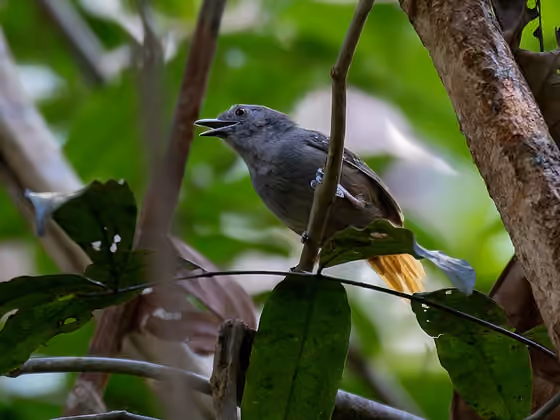 Dokumentasi Epinecrophylla erythrura jantan