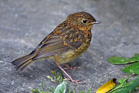 Dokumentasi Erithacus rubecula