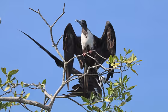 Dokumentasi Fregata magnificens betina