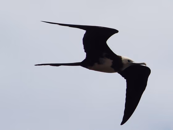 Dokumentasi Fregata aquila