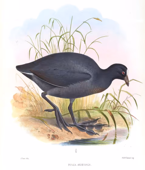 Ilustrasi Fulica ardesiaca