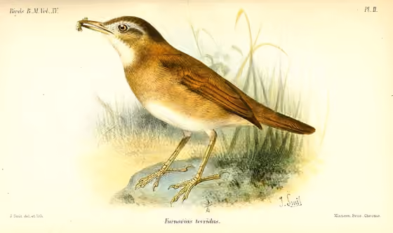 Ilustrasi Furnarius torridus