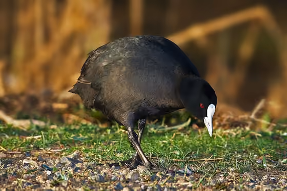 Dokumentasi Fulica atra