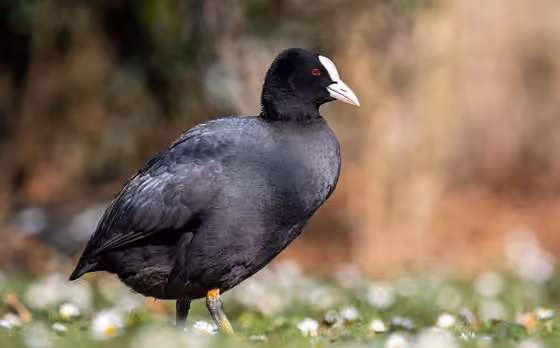 Dokumentasi Fulica atra
