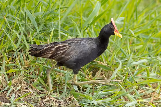 Dokumentasi Gallicrex cinerea