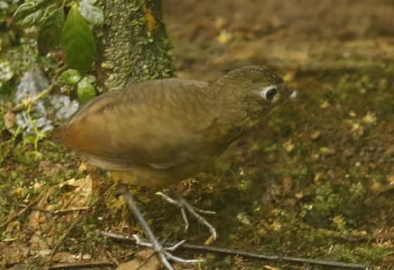 Dokumentasi Grallaria haplonota
