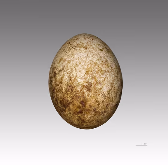 Dokumentasi Gypohierax angolensis