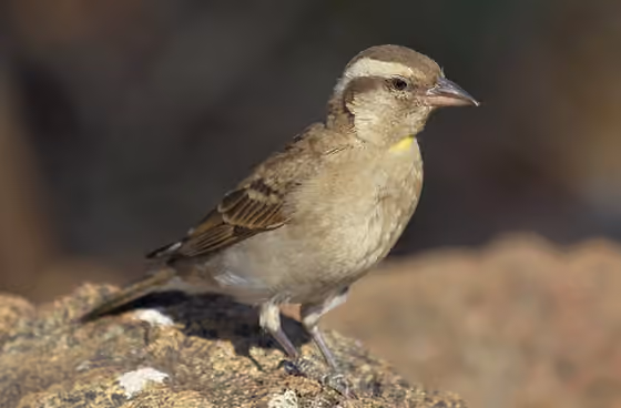 Dokumentasi Gymnoris superciliaris