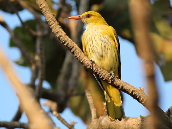 Dokumentasi Oriolus kundoo