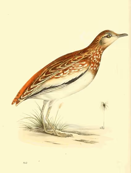 Ilustrasi Ortyxelos meiffrenii