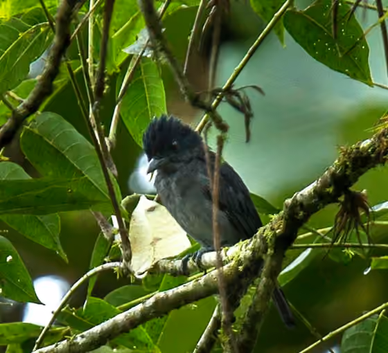 Dokumentasi Pachyramphus spodiurus