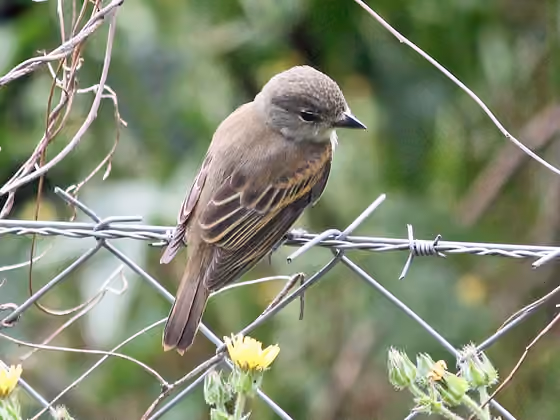 Dokumentasi Pachyramphus polychopterus