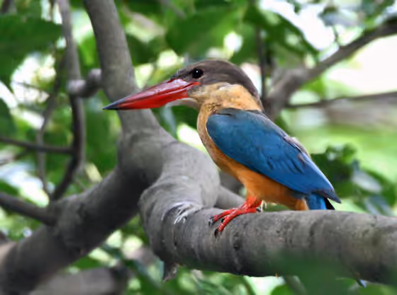 Dokumentasi Pelargopsis capensis