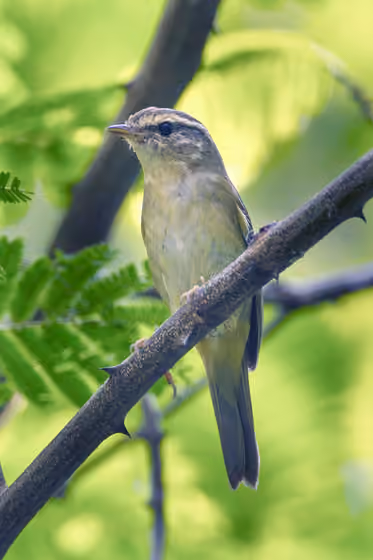 Dokumentasi Phylloscopus schwarzi