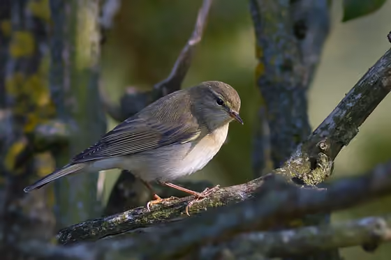 Dokumentasi Phylloscopus bonelli