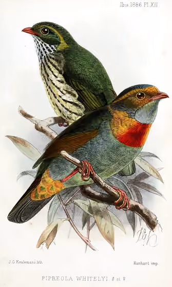 Ilustrasi Pipreola whitelyi