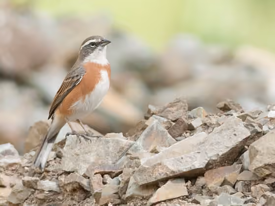 Dokumentasi Poospiza boliviana