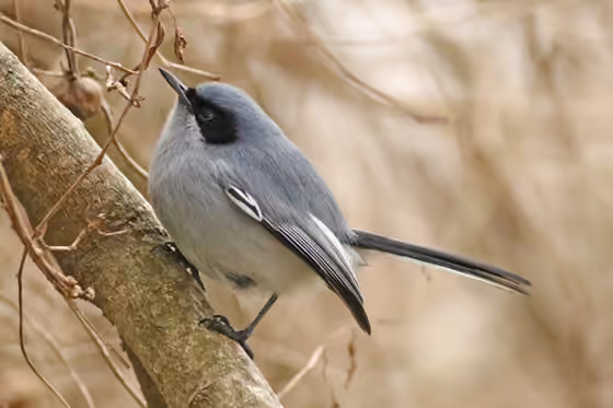 Dokumentasi Polioptila dumicola